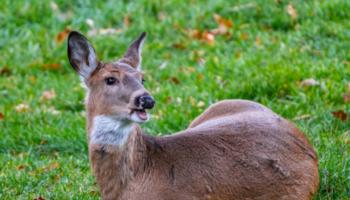 逢羊遇犬问前途打一生肖，答案解析