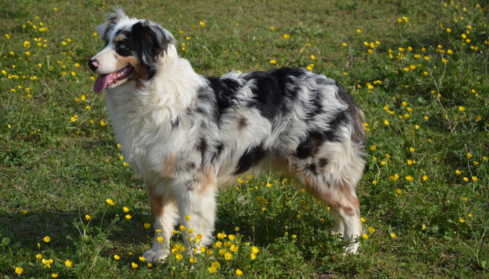 逢羊遇犬问前途是什么生肖,深度解析过程 逢羊遇犬问前途是什么生肖,深度解析过程