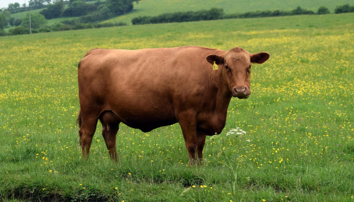 牛负犁铧开沃土代表生肖，标准解释