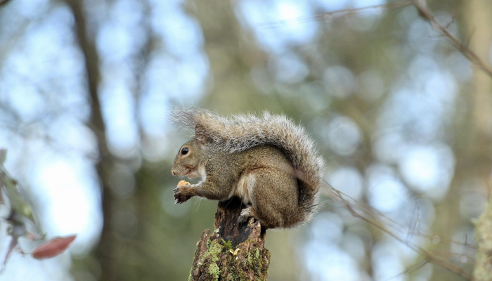 过街老鼠是什么生肖解一个生肖动物，标准答案解读