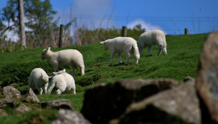 迷途羔羊,误闯潭中,不分南北与西东打一个生肖是啥动物,权威解释说明 迷途羔羊,误闯潭中,不分南北与西东打一个生肖是啥动物,权威解释说明