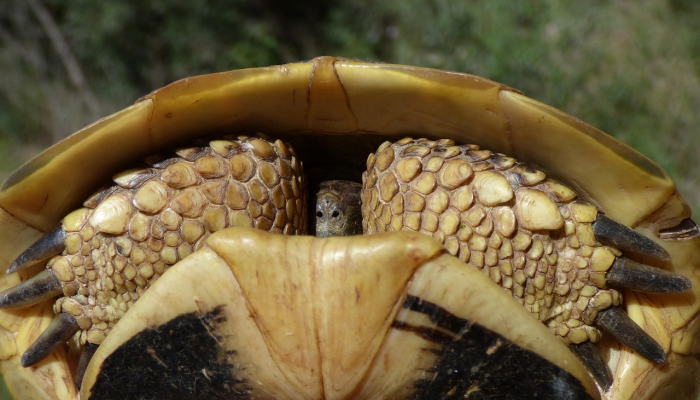 千鱼肚里寻胆打一生肖,精准解答解释 千鱼肚里寻胆打一生肖,精准解答解释