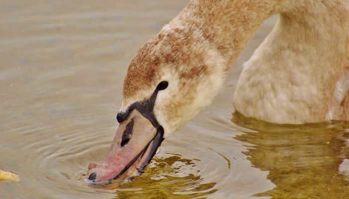 小己得失打一生肖是啥动物，刚刚解答解释