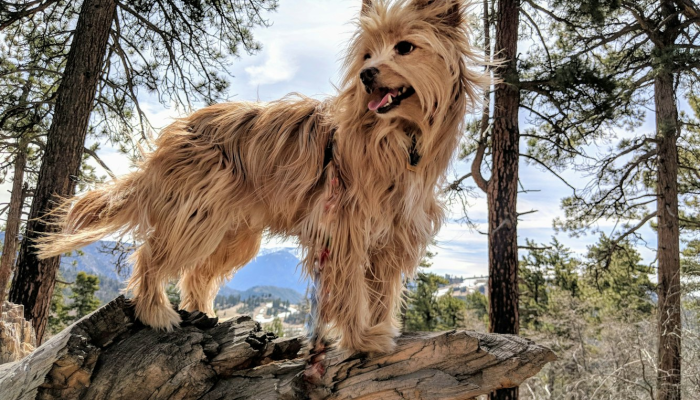 有货装载，福气自来，更深欹枕听湖波是什么生肖打一动物，经典解答落实
