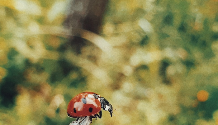 万树深深一片绿打一个生肖是什么动物,最佳解释 万树深深一片绿打一个生肖是什么动物,最佳解释