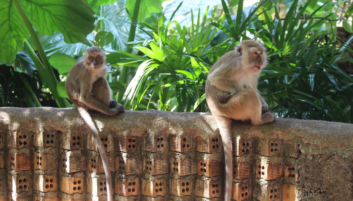 炙手可热是什么生肖打一个动物生肖，仔细诠释解释落实