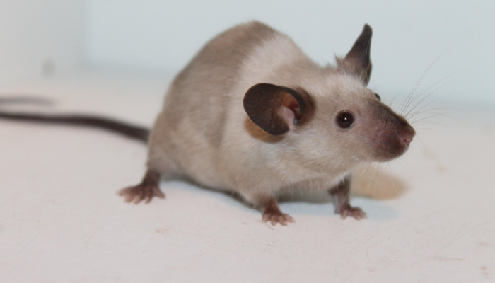 炙手可热打一个生肖指的是动物精选解释解析