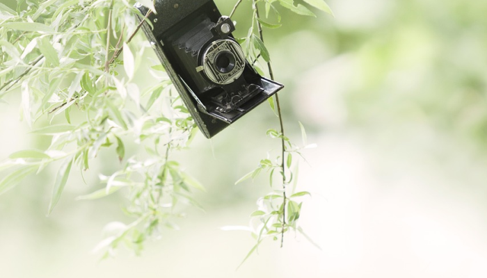 已枯半树风烟古是什么生肖，精选解释
