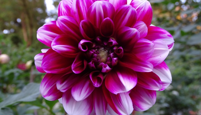 别来宽褪缕金衣代表什么生肖,作答解释 别来宽褪缕金衣代表什么生肖,作答解释