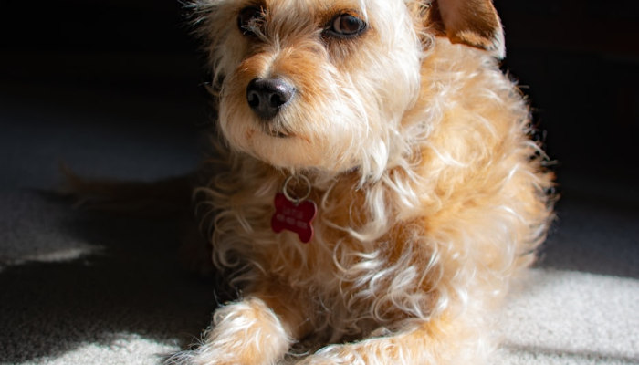 老鼠跳到琴上是什么生肖说一个生肖动物，独家视角解读