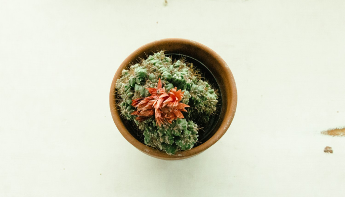 青菜一份，大锅肉是什么生肖打一个动物生肖，仔细诠释解释落实