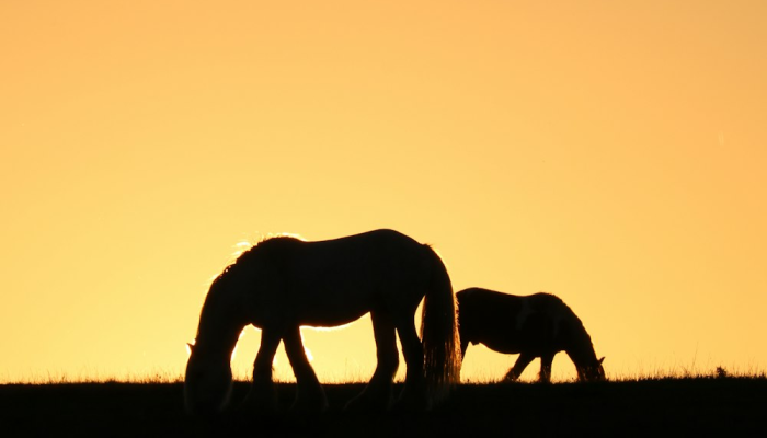 心猿意马打一个生肖动物，最新解答揭晓落实