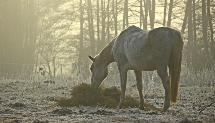 心猿意马代表什么生肖,全面揭晓解释 心猿意马代表什么生肖,全面揭晓解释