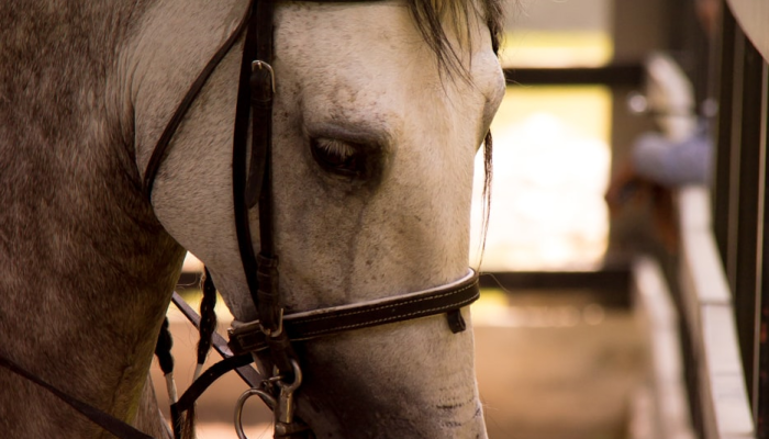 心猿意马是什么生肖，最新答案