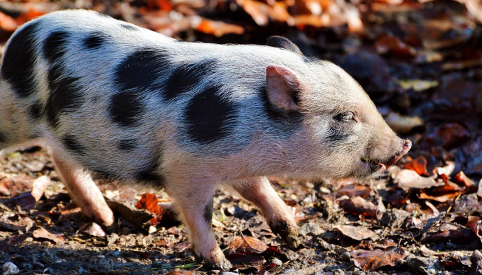 后世留名打一生肖是啥动物，专业解答解析落实