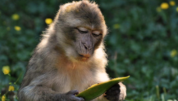 一五一十打一个生肖动物，诗意解答