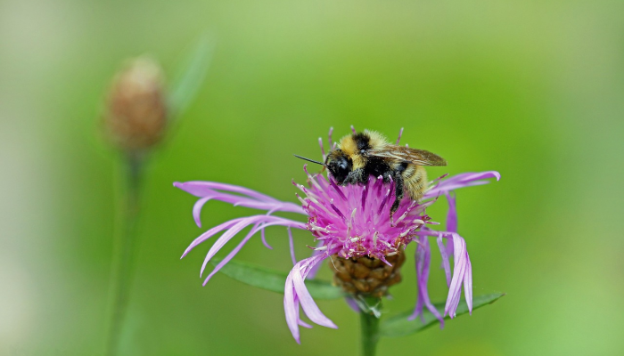 草把作灯打一个生肖,诗词意思解答 草把作灯打一个生肖,诗词意思解答