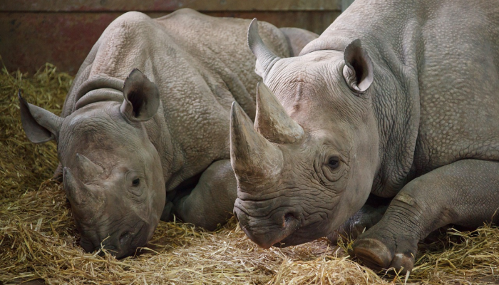 危如朝露打一个生肖猜一个动物，权威解释
