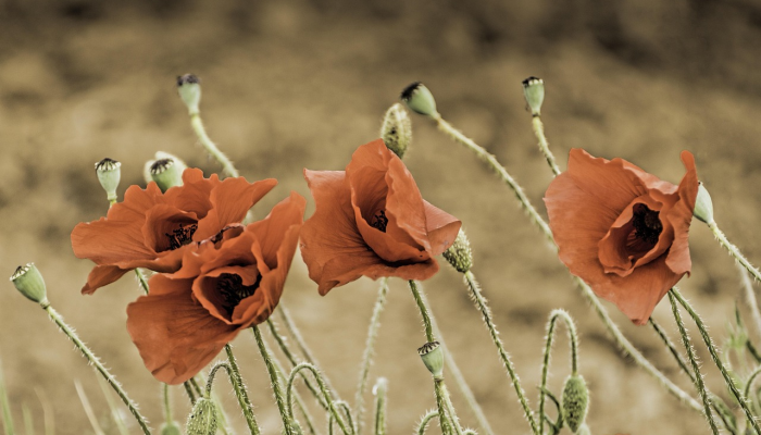 旷日引月指的是什么生肖,精选最佳 旷日引月指的是什么生肖,精选最佳