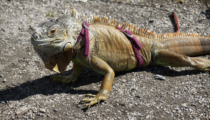 咬龙出海四一现是什么生肖动物,精准解答解析 咬龙出海四一现是什么生肖动物,精准解答解析