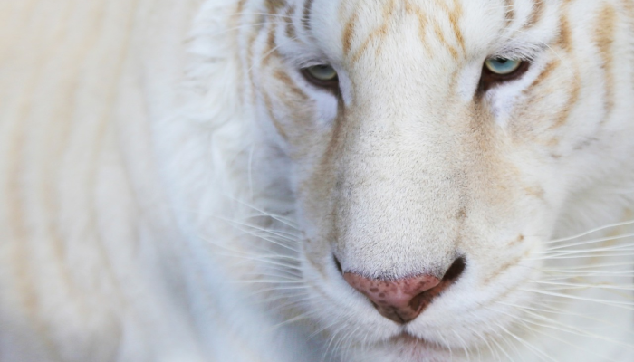 旷日引月打一生肖,最快解答 旷日引月打一生肖,最快解答