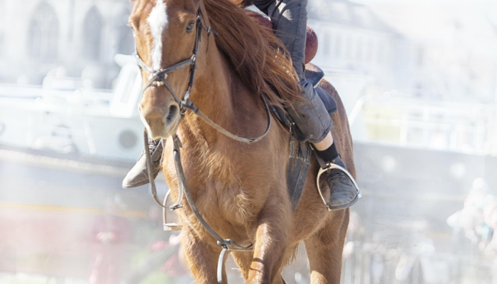 万马奔腾是什么生肖，最新解答解读