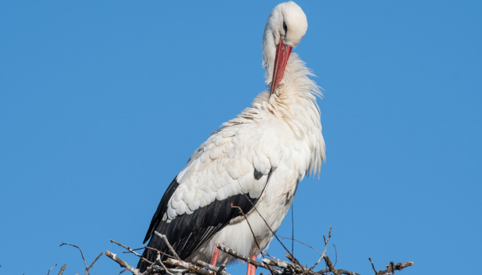 古塞黄云共渺然是什么生肖打一动物，揭秘解析