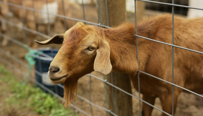 扶路金钗试灯早打一个生肖是啥动物，结果马上揭晓