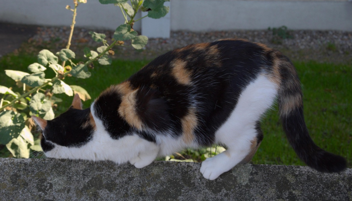 截然相反打一生肖动物是什么动物，重点解释