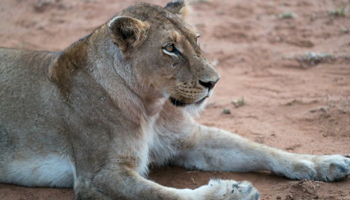 吹毛求疵打一种生肖打一生肖动物,精选解释解析落实