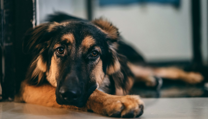古塞黄云共渺然打一个生肖是什么动物,最佳解释 古塞黄云共渺然打一个生肖是什么动物,最佳解释