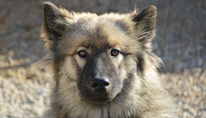 万马奔腾是什么生肖解一个生肖动物,第一解答 万马奔腾是什么生肖解一个生肖动物,第一解答