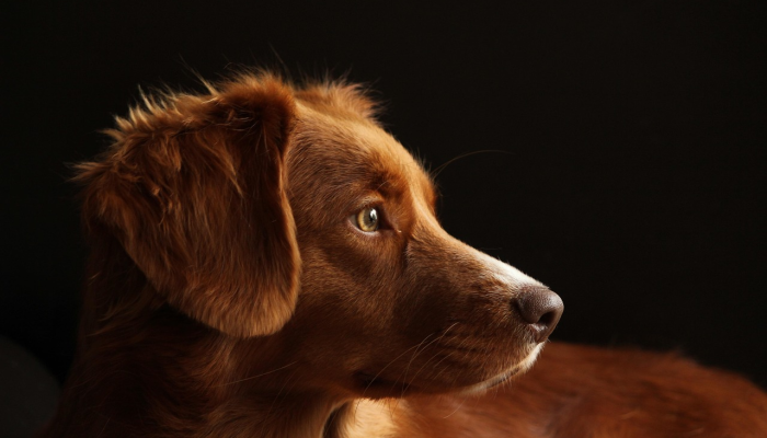 狼子野心要提防指什么生肖，最佳解释落实