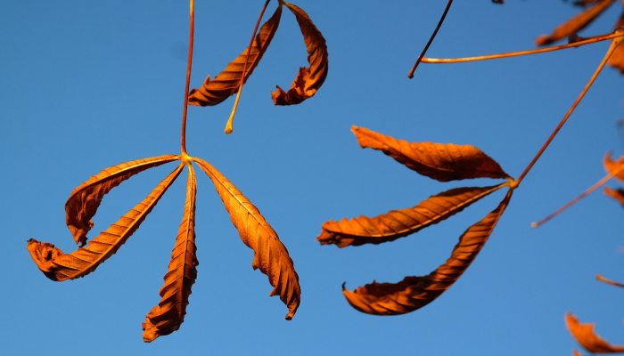 万马奔腾是什么生肖打一动物,经典解答 万马奔腾是什么生肖打一动物,经典解答