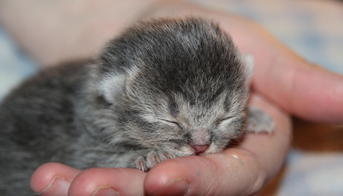 眼见愚民盗一坏，甘州破里最星星打一个生肖是什么动物，精选解答解释落实