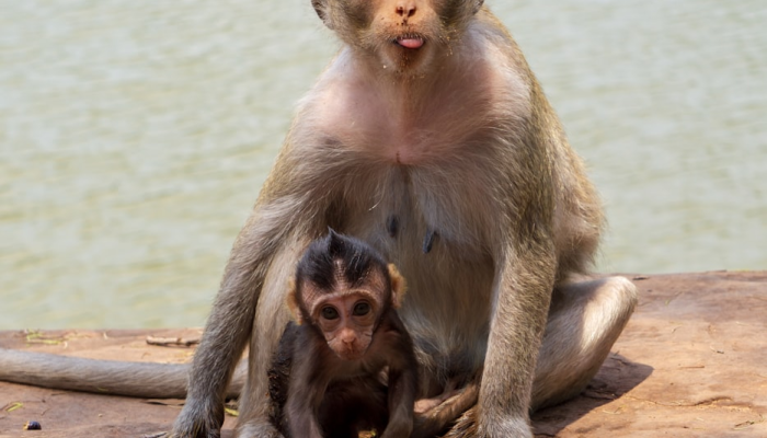 小江园里火煎尝，词源壮三峡波澜是什么生肖说一个动物，解析解释