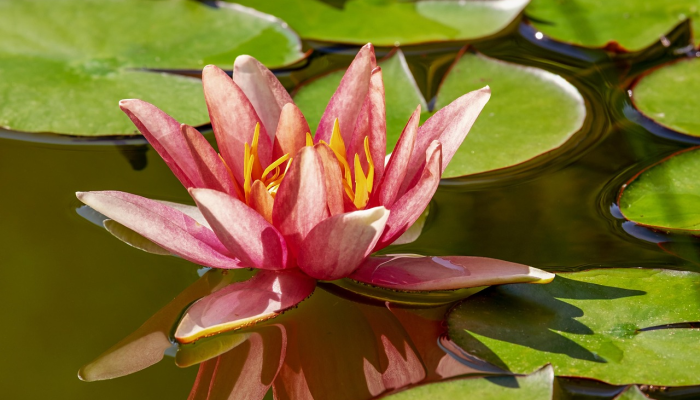 门路在前追二四，梅花杏花照金堂打一个生肖，诠释解释