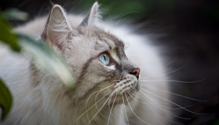 金鸡烟外上临轩打一个生肖指的是动物精选解释解析 金鸡烟外上临轩打一个生肖指的是动物精选解释解析