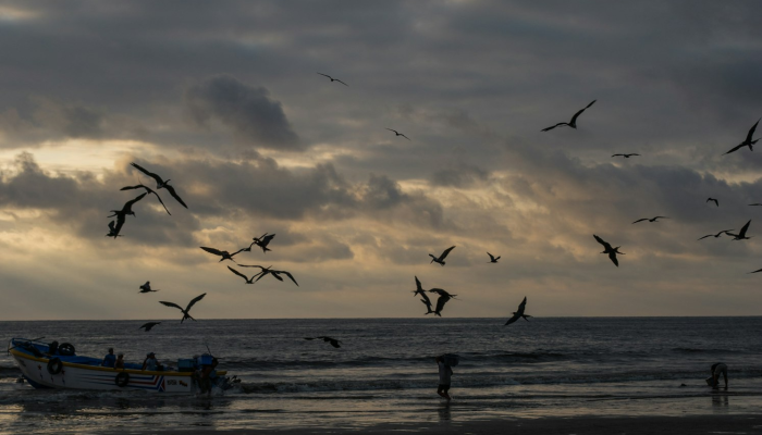 一纸云笺鱼雁远是什么生肖打一个生肖动物,仔细解释落实 一纸云笺鱼雁远是什么生肖打一个生肖动物,仔细解释落实