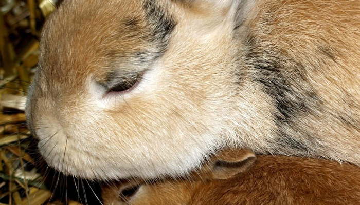 英勇顽强打一生肖，最新揭晓