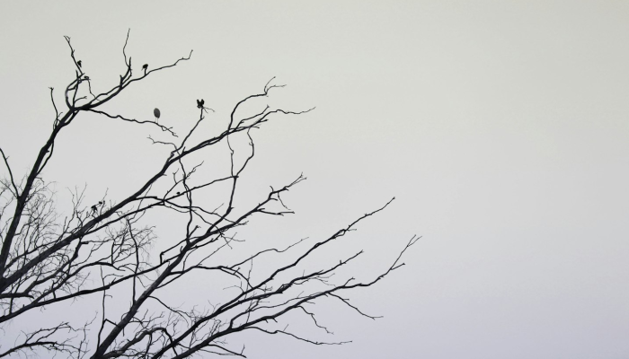 燕泥香繁红坠雨，下元望夜逢甘雨打一个生肖，马上揭晓落实
