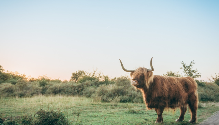 勤劳致富大力牛打一准确生肖，精选解释