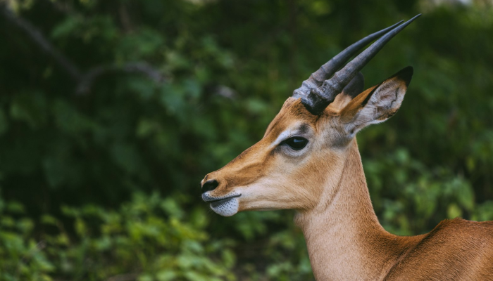 金缕歌中眉黛皱,衡阳纸价炖能高打一生肖是啥动物,标准答案解读 金缕歌中眉黛皱,衡阳纸价炖能高打一生肖是啥动物,标准答案解读